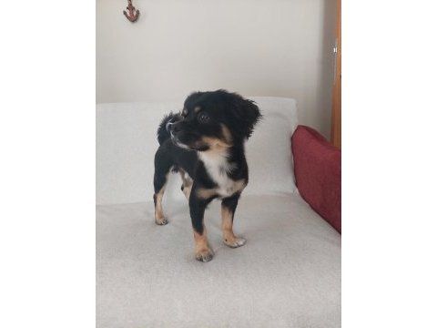 1,5 yaş terrier mix erkek