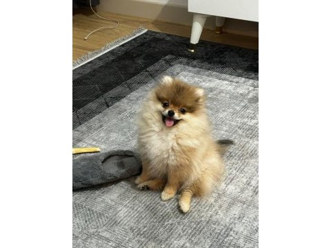 Satılık pomeranian oyuncu karakter