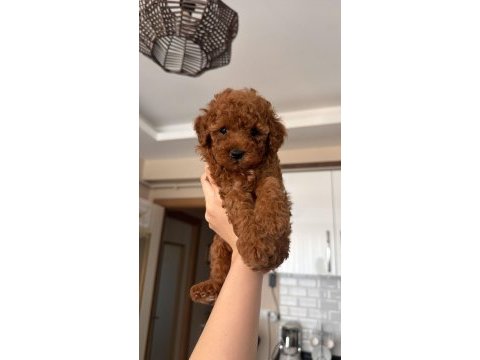 Garantili sözleşmeli orijinal toy poodle