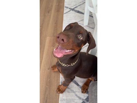 Dev doberman yavruları king