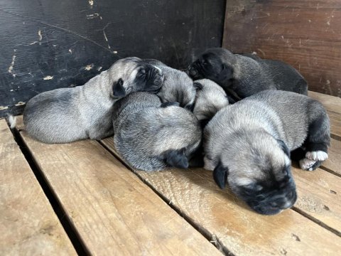 Yavru anadolu çoban köpekleri