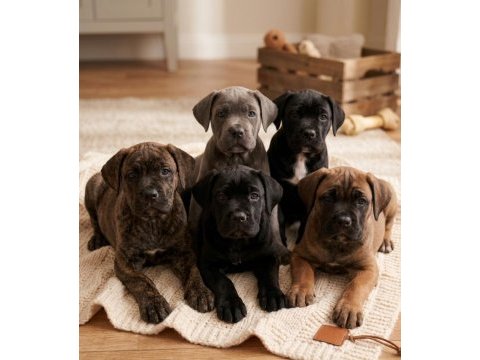 Irk ve sağlık garantili dev adayı cane corso yavrular