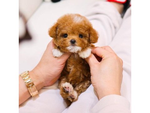 Ozel ve guzel toy poodle bebeklerım