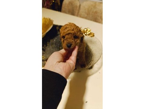 Toy poodle kore teacup hepsi mevcuttur