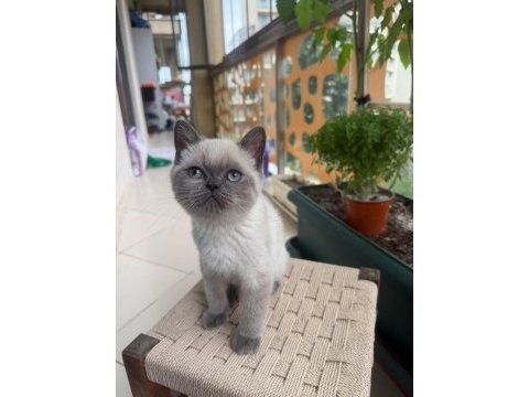 Erkek blue point cinsi erkek 3.5 aylık british shorthair