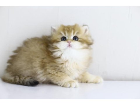 Teslime hazır tontik british shorthair yavrular