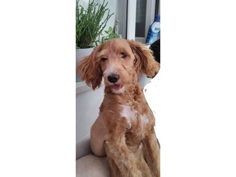 Sekiz aylık erkek maltipoo