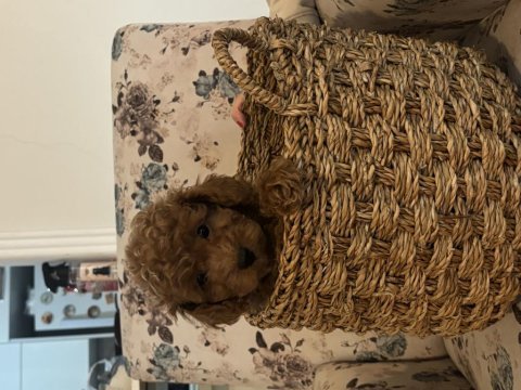 Birbirinden güzel toy poodle bebeklerimiz
