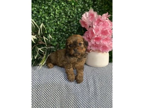 Maltipoo yavrularım sağlık ve ırk garantilidir