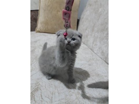Scottish fold 1 nisan doğumlu