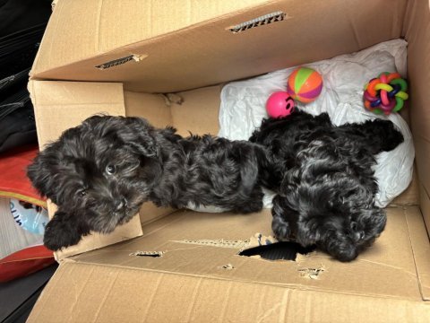 Toy poodle çift