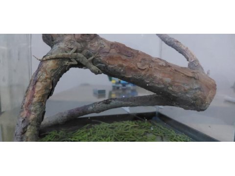 Sevimli gecko