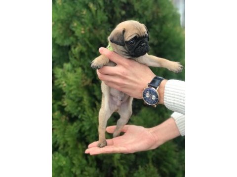 Hamburger suratlı pug / mops puppy