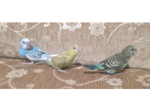 Alıştırmalık uysal yavru muhabbet kuşları