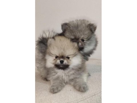 3 aylık pomeranian boo