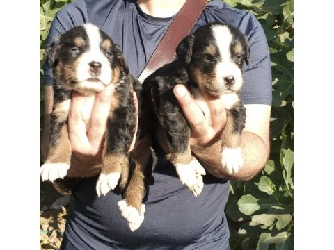 Bernese yavrularımız