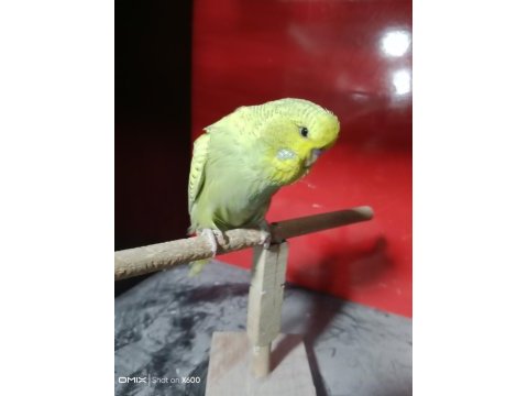 Konuşturmalık 2026 renk güzeli show jumbo kuşlar
