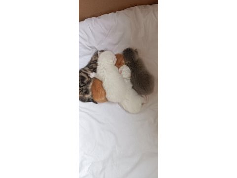British longhair shorthair yavrular