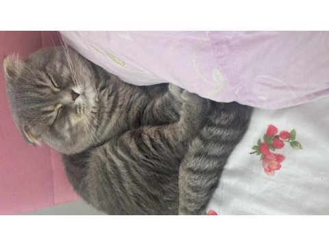 İki yaşındaki scottish fold oğlumuza kız arıyoruz