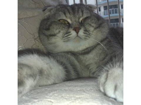 Tam bir aile kedisi çok akıllı ve sağlıklı scottish fold