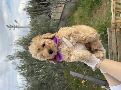 Orijinal dişi brown toy poodle