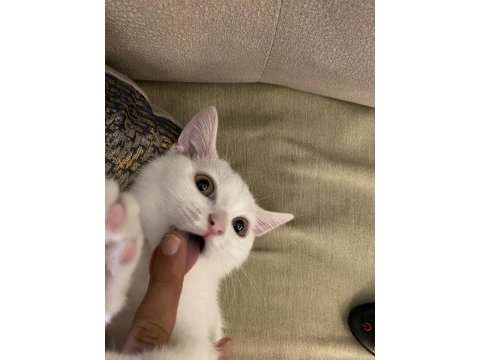 3 aylık erkek british shorthair