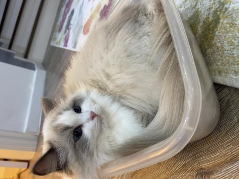Ragdoll dişi kedime eş arıyorum