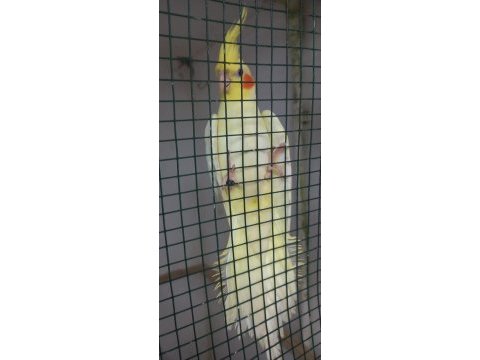 Yeni yeme düşmüş bebek kediler