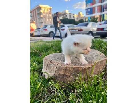 British shorthair erkek ve dişiler