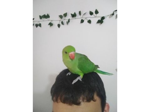 Yavru el besleme pakistan papağanı
