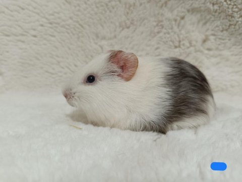 Sevimli guinea pig yavrular