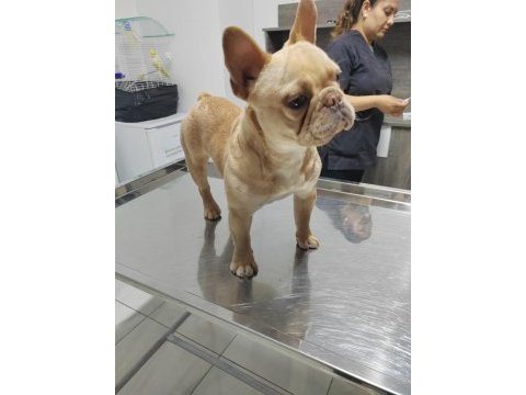 French bulldog köpeğimize bir bakın derim
