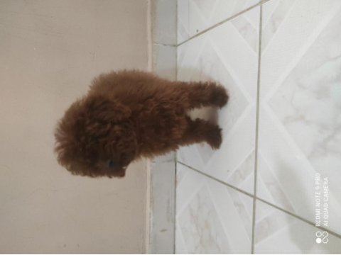 Kore poodle bebekleri