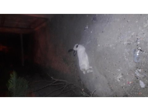 Damızlık dişı tavşan