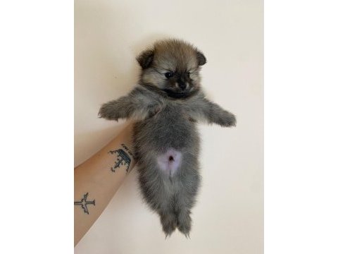Pomeranian boo 50 günlük