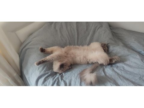 British blue point longhair