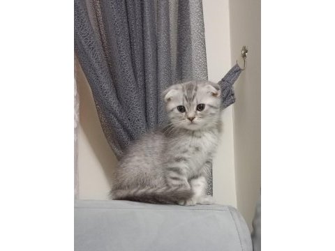 Scottish fold yeterince anne sütünü aldı