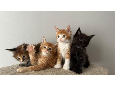 Sağlık ve ırk garantili minik maine coon devler