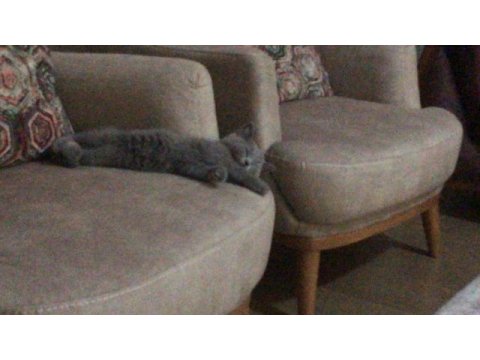 Yavru sevimli british shorthair