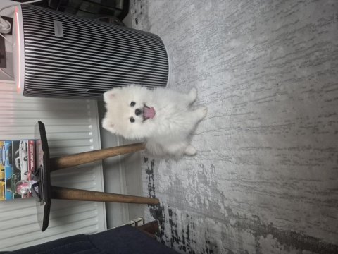 Show kalite pomeranian boo erkek yavru