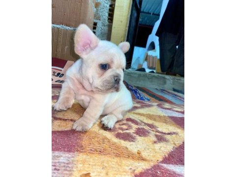 Üst düzey kalite flufy karier french bulldog bebekler