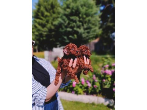 Toy poodle yavrular ruhsatlı çiftlikten