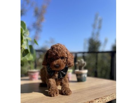 Üst kalite kore kan poodle yavrular