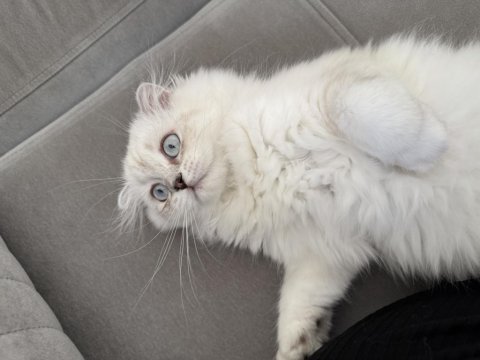 Scottish fold x british longhair