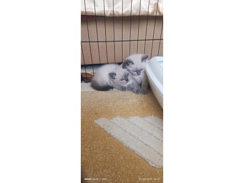 Safkan blue point british shorthair