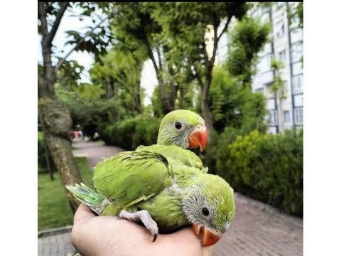 El besleme pakistan papağanı