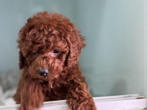 Ruhsatlı çiftlikden redbrown toy podlle yavrular