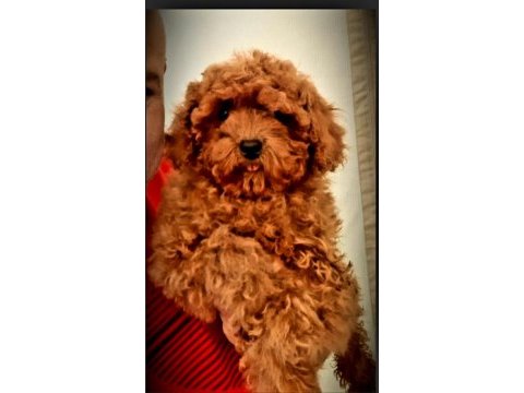 Toy poodle yavrularımız efsane bebişler