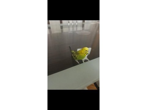 Uygun ister tek ister toplu 3 adet muhabbet uygundur