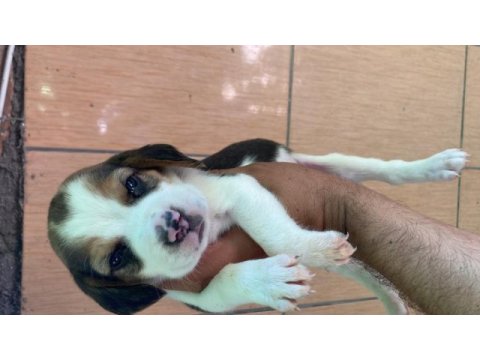 Beagle biblolar